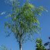 Vŕba babylonská (Salix Babylonica) - výška 270–300 cm, obvod kmeňa: 6/8 cm, kont. C18L - NA KMIENKU